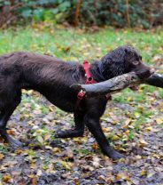 How to Choose the Best Dog Collar for Comfort, Safety, and Sensitive Skin