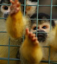 Do monkeys make good pets?