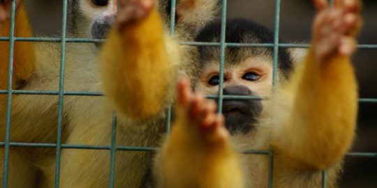 Squirrel monkeys reaching through bars of a cage