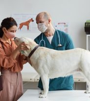 What Do Vets Do if they Don’t Know the Answer?