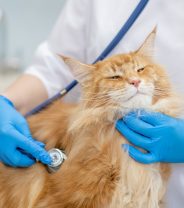 How do I choose the best vet for my cat?