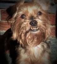 Smaller breeds of dogs are more likely to have problems with their teeth and gums - here’s 5 simple ways to keep your small breed dog’s teeth healthy and clean