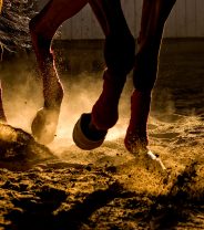 Why does my horse trip so much?