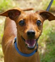 Names for Dogs: Does it Matter What They're Called?