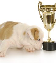 Bulldog owners efforts to improve the welfare of their pets undermined by Crufts judging