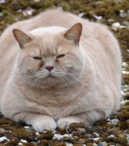 Can cats be cured of diabetes?