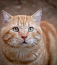 My cat hasn’t eaten for two days, what should I do?