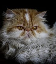 Are there any Uninsurable Breeds of Cat?
