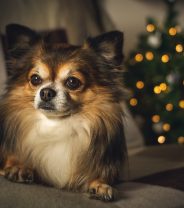 Smaller dog, smaller insurance premium?