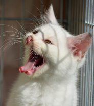 Why is My Cat Crying?