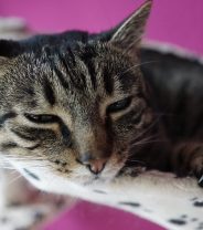 Why does my cat vomit after eating?