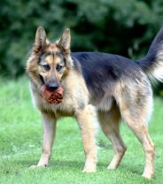 Is a dog happy if he’s wagging his tail?