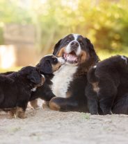 Is it OK to breed a litter from my dog?