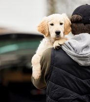 UK Dog Theft Ban – How’s That Working Out?