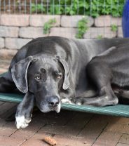 What is a ‘gastropexy’ in dogs, and is it worth it?