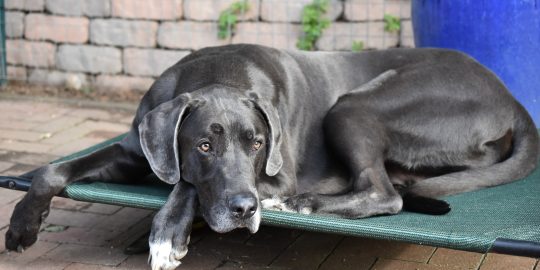 Great Dane dog resting