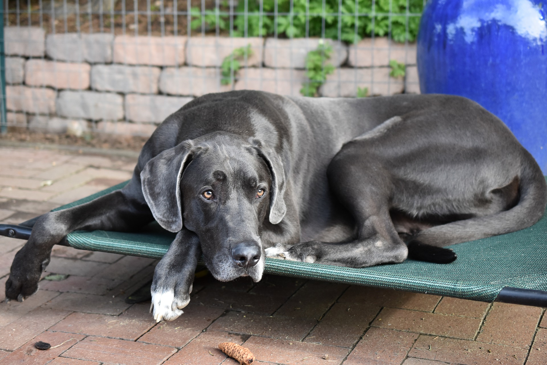 Great Dane dog resting