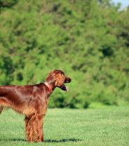 Are setters stupid dogs that don’t make great pets?