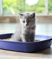 How to house-train a kitten