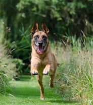 Are there personal trainers for getting dogs fit?