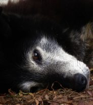 Why did my dog die with his eyes open?