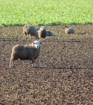 Why do so many sheep limp?