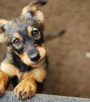 How Should I Discipline my New Puppy?