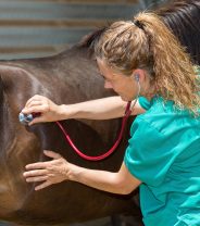 Why does my horse have diarrhoea?