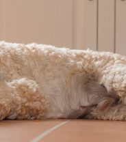 Poor journalism by BBC over vegan pet food