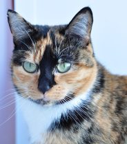 The Genetics of Rage: Are Some Cat Colours More Aggressive?