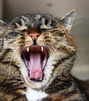 Why does my cat's mouth smell?
