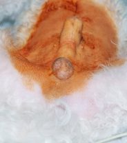 Why is it more expensive to neuter a dog with a retained testicle?