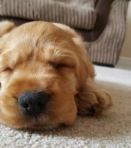 Why does my puppy sleep so much?