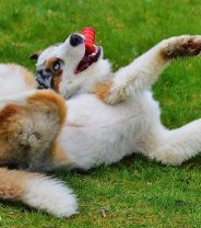 Why does my dog grunt like a pig?