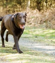 Your dog's limping? That means he's in pain.