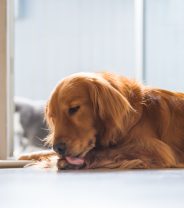 When is a dog’s wound an emergency? 
