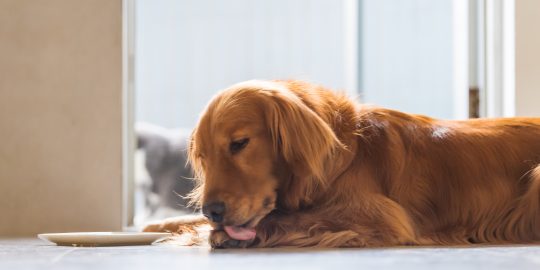 Dog licking paw