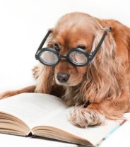 Vegan diets are healthier and safer for dogs – or are they?