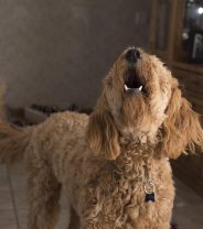 Why does my dog bark at night?  