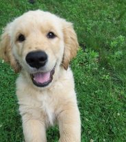 When can puppies go outside?