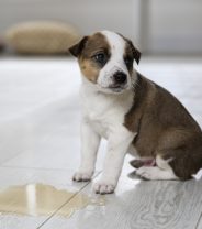 Do dogs get cystitis?