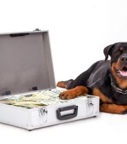 Does Any Pet Insurance Cover Cancer In Dogs?