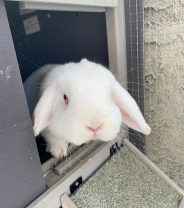 Is rabbit neutering really safe?