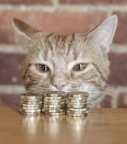 Why it costs £25 to have your dog treated by the RSPCA vs your vet 