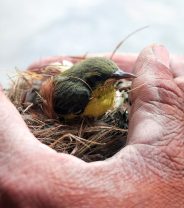 Should I feed a wild baby bird?