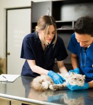 Does pet remedy work?