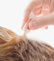 How to give flea treatment to dogs