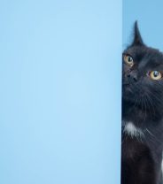 Why does my cat follow me everywhere?