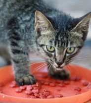 Why should I feed a kitten a special diet?