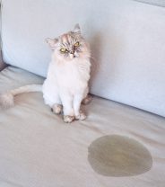 Why does my cat keep peeing everywhere?